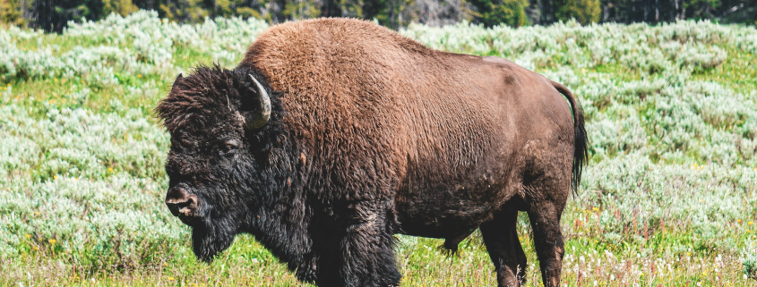 Bisonokser skal være med til at mindske CO2-aftrykket