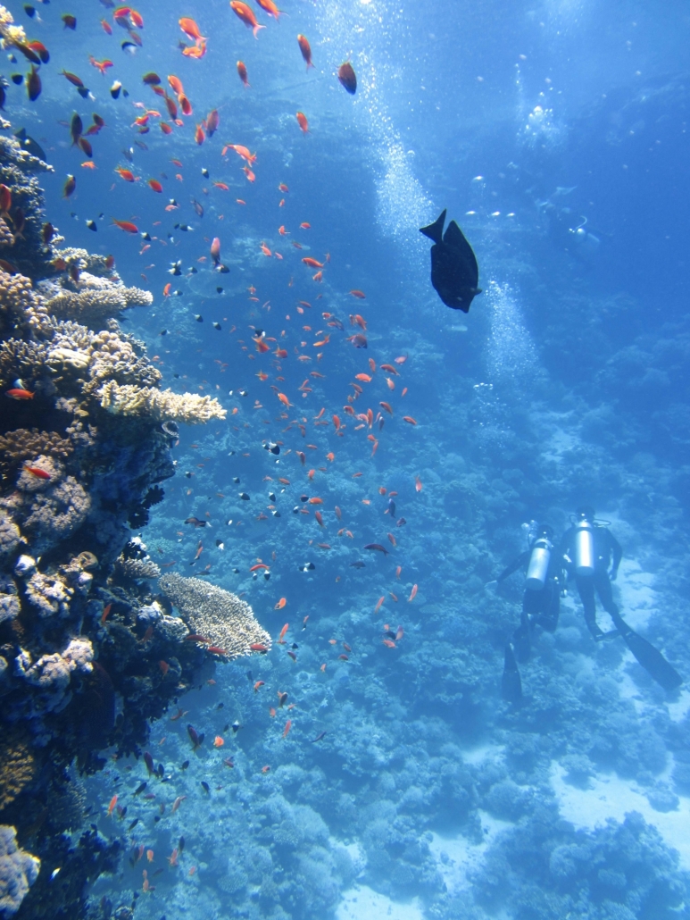 Global warming threatens the world’s coral reefs, causing bleaching and loss of marine biodiversity.