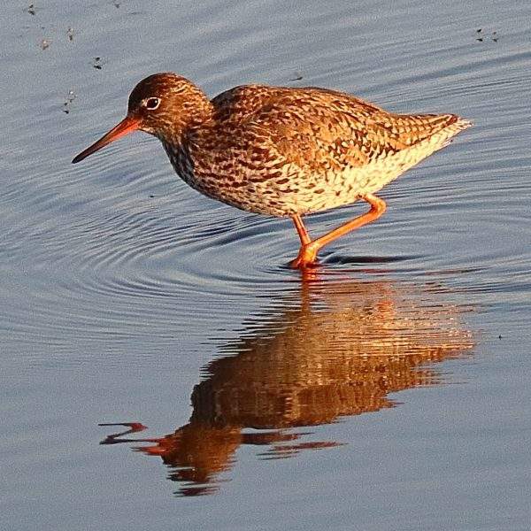 watervogel lange benen fascinatie schoonheid Watervogels observeren in hun natuurlijke omgeving kan een rustige en kalmerende ervaring zijn. Mensen voelen zich verbonden waardoor mensen zich voelen met het grotere ecosysteem