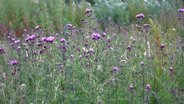 Een weelderig veld met paarse distels, waarvan de meeste in volle bloei staan. Een zomerdag in de natuur en een vredige sfeer.