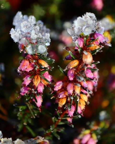 winterwandeling erica voorjaarsbloeiers