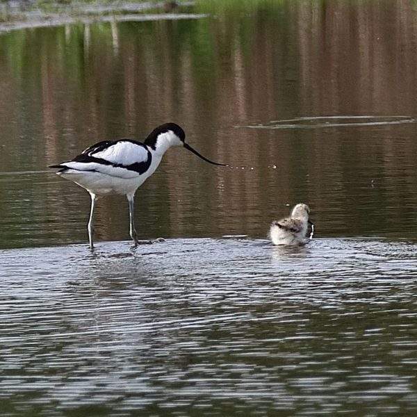 Familie #kluut heeft het helemaal naar haar zin in de #Nieuwedriemanspolder Ontroerd kijken we naar vogelgezinnen die ons aan ons zelf en de zorg om onze kinderen herinneren! Familie #kluut heeft het helemaal naar haar zin in de #Nieuwedriemanspolder