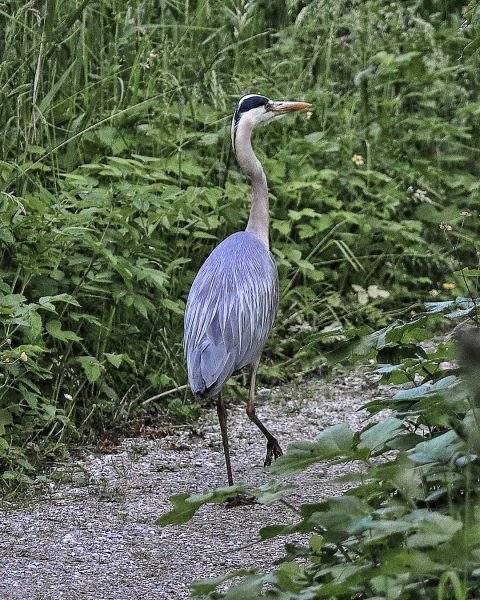 met plezier wandelen door de natuur Vogels kijken