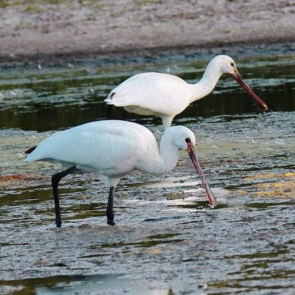 twee lepelaars in de Nieuwedriemanspolder Natuurbeleving en welzijn