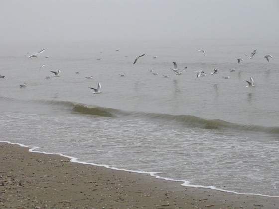 strandwandeling winter