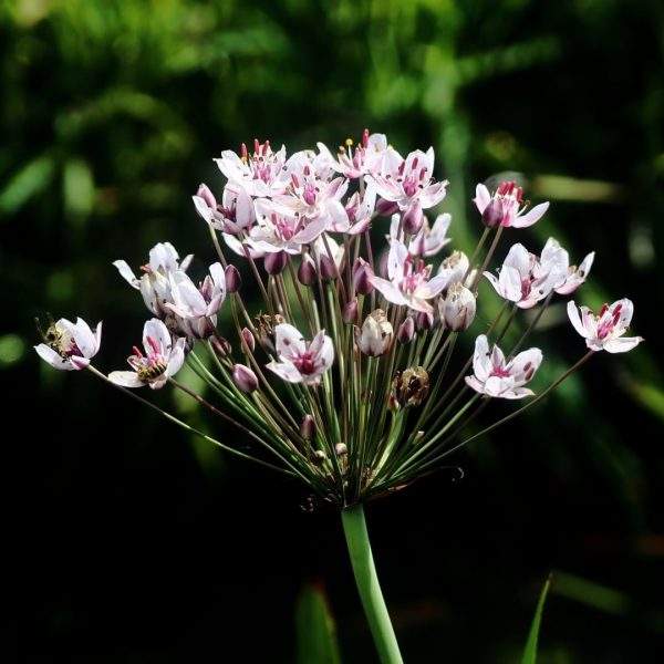 Zwanenbloem met graafwespen moerasplant