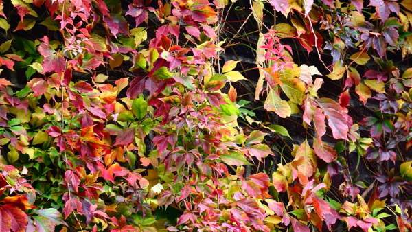herfstbladeren herfstkleuren