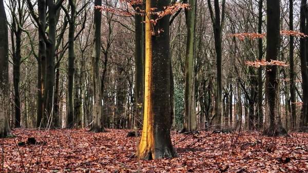  winternatuur  licht