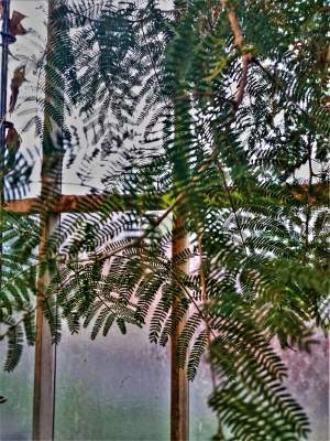 kassen botanische tuin wandeling