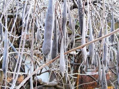 winternatuur magische winterwereld van vorst en rijp