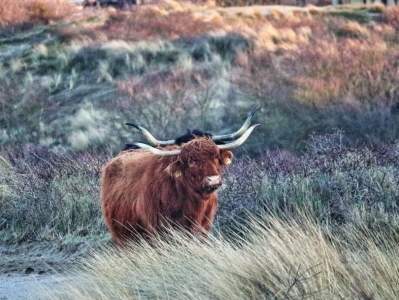 duinen hooglanders