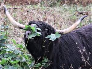 Een hoogander wikkelt zijn lange tong om een tak grazers