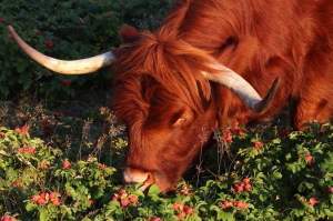 De hooglanders in het Westduinpark houden van rozenbottels!