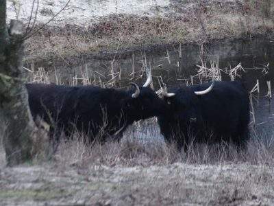 schotse hooglanders likken elkaar "grooming" grazers 