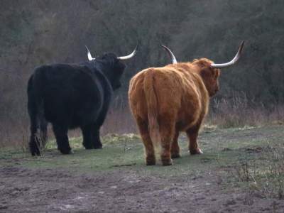 hooglanders -vrienden