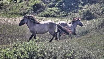 Koninkpaarden in de libellenvallei Meijendel