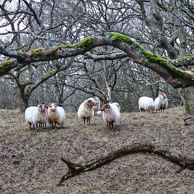 wandelcoach schapen duinen