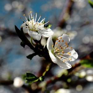 wandelcoach vroege lente sleedoorn