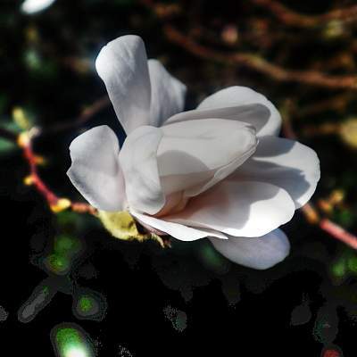 wandelcoach magnolia lente