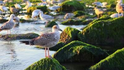 wandelcoach meeuwen golfbreker vogels strandwandeling