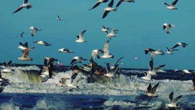 meeuwen strandwandeling vogels