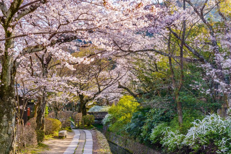 En flot sti med japanske kirsebær træer, husk at gå en tur hvis du er stresset