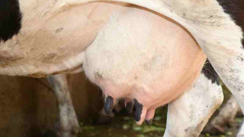 bajada precios leche