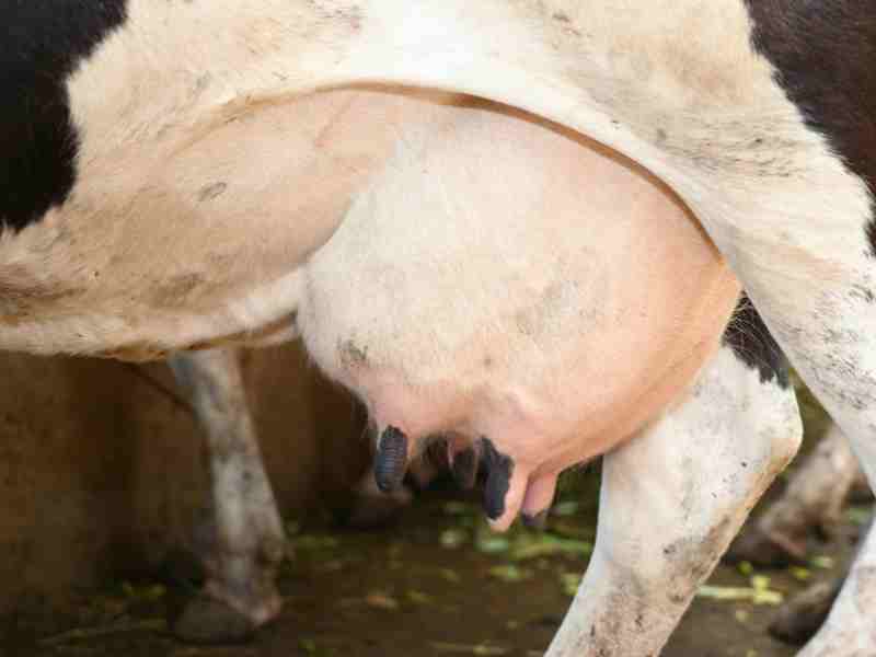 Lee más sobre el artículo La industria láctea amenaza con una bajada de los precios de leche mientras el número de ganaderos cae al mínimo histórico en España: 8.749