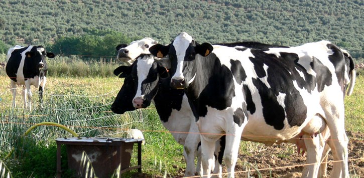 Lee más sobre el artículo COAG Andalucía denuncia que el acuerdo comercial UE-Australia es una traición a los ganaderos andaluces