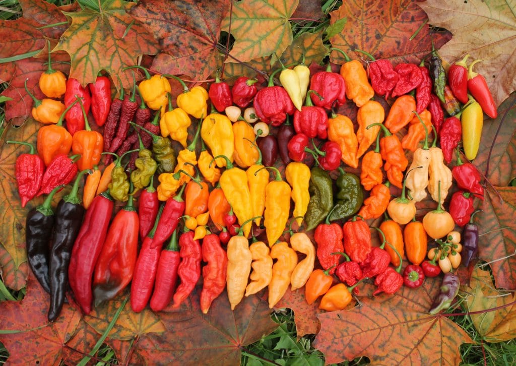 chiles frescos de diferentes colores y variedades.