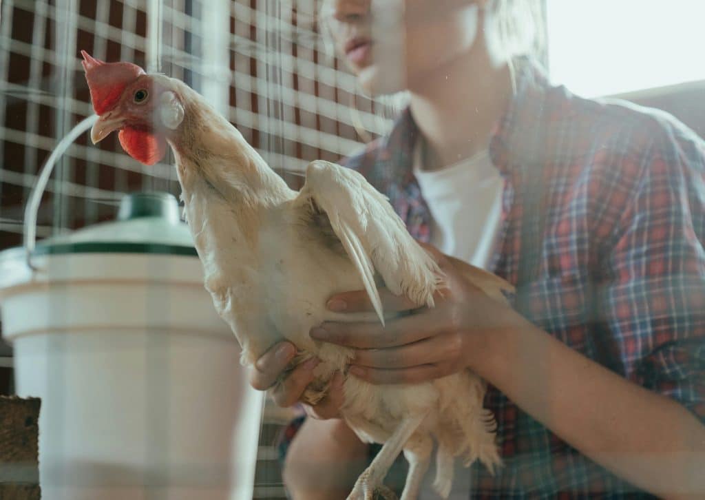 Gallina en galinero