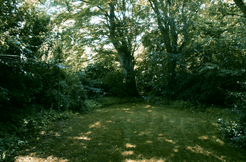 Naturgarten mit alten Baumbestand