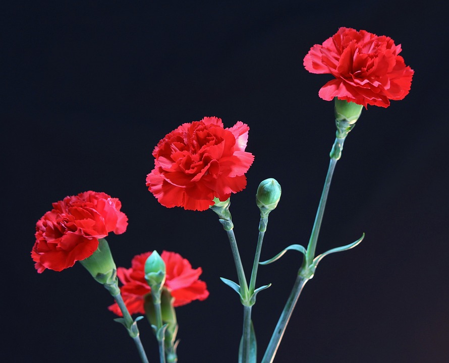 red carnations 72691 960 720