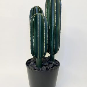 Triple cactus allongé en pot