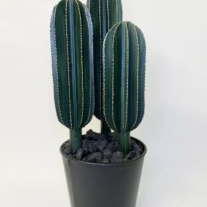 Triple cactus allongé en pot