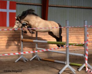 Invictus Castleknock