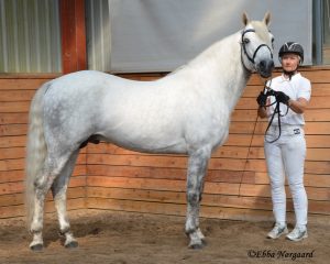 Inis Sle' Quattroporte