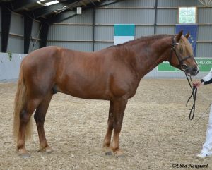 Skærgårdens Party Night