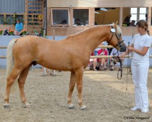 Springers Golden Atlantis