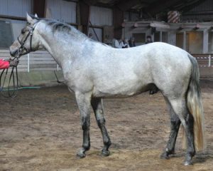 Skærgårdens Fight Night