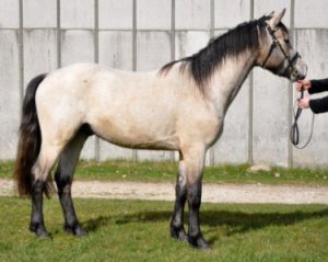 Springers Poetic Rohan