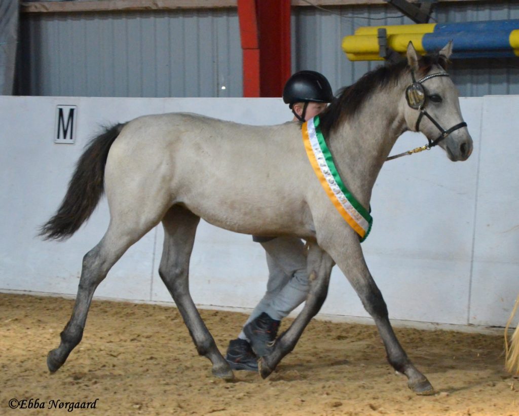 Champion Føl Langt. Blue Moonlight