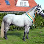 Kåringens Bedste Pony Réaltai Coco 3