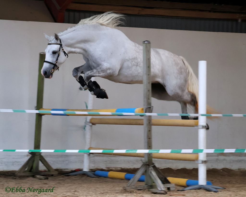 Langtoftegård Roxy 1