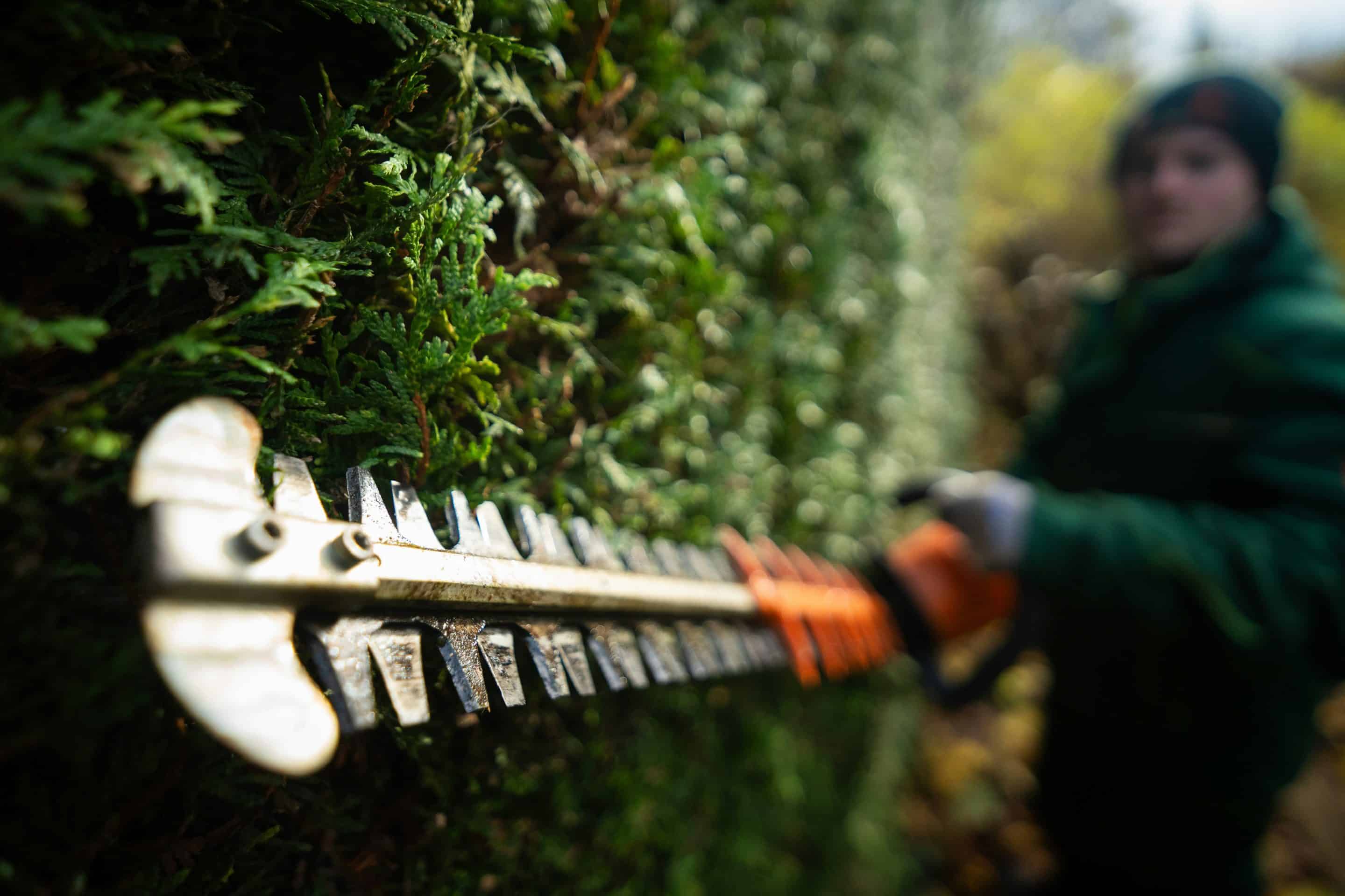 Hedgecutting