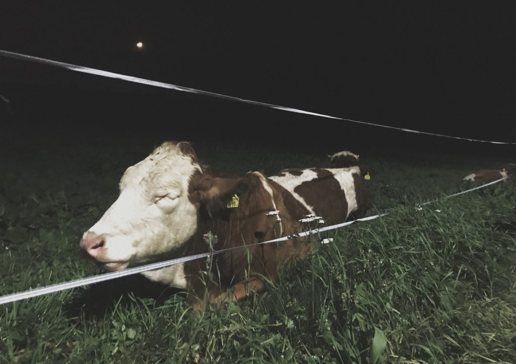 Photoshoot_Cow