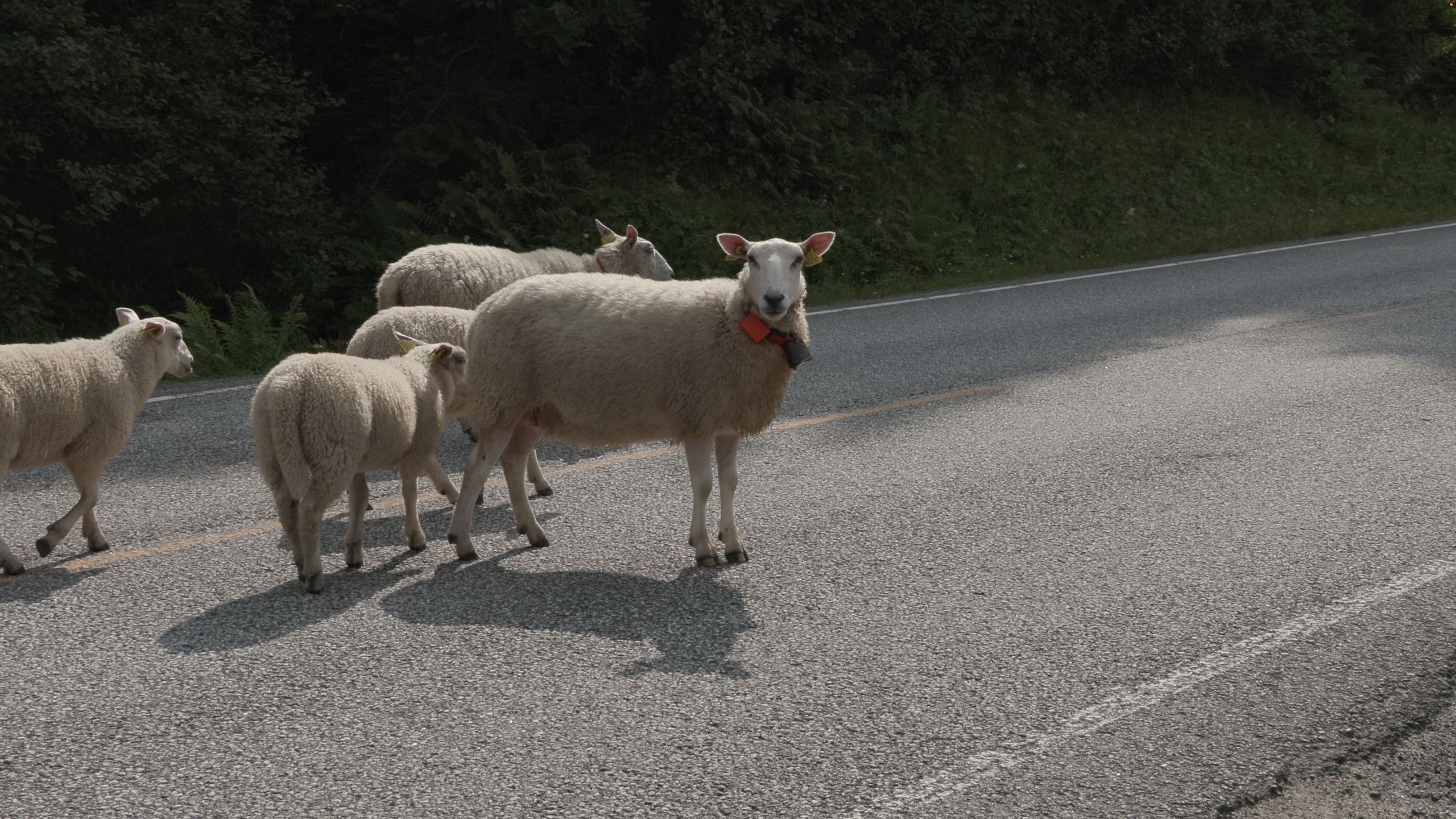 Skjermbilde 2026-07-16 kl. 13.04.19