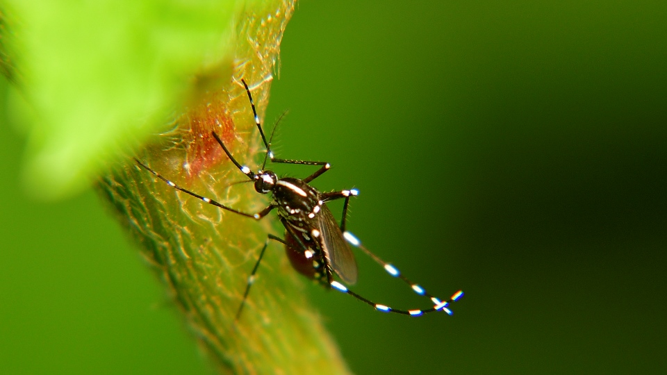 Linee Guida per la lotta biologica alle zanzare