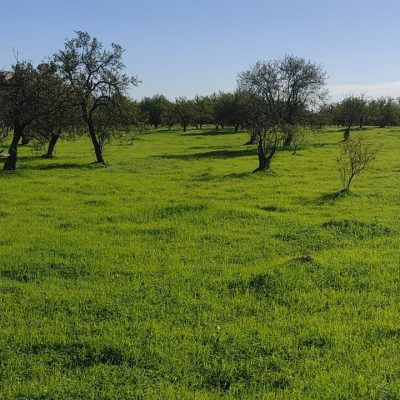 Azienda Agricola Lo Pilato Giuseppe