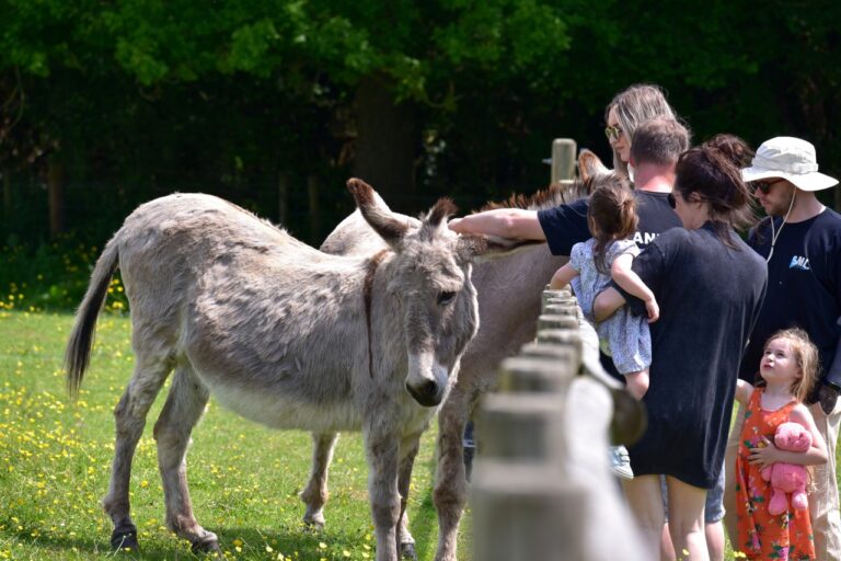 CoppershellAnimalRescue-openday1